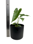 Anthurium longissimilobum - M