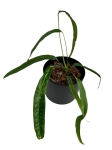Anthurium lutheri - M