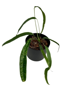 Anthurium lutheri - M