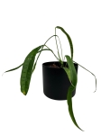 Anthurium lutheri - M