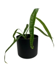 Anthurium lutheri - M
