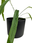 Anthurium lutheri - M