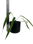 Anthurium lutheri - M