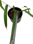 Anthurium lutheri - M