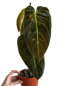 Philodendron melanochrysum - L  - 2 species