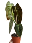 Philodendron melanochrysum - 2 gatunek