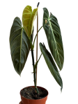Philodendron melanochrysum - 2 gatunek