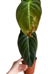 Philodendron melanochrysum - 2 gatunek