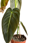 Philodendron melanochrysum - 2 gatunek