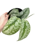 Scindapsus pictus Trebie