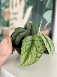 Scindapsus pictus Trebie