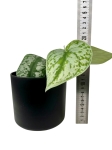 Scindapsus pictus Trebie
