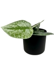 Scindapsus pictus Trebie