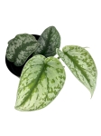 Scindapsus pictus Trebie