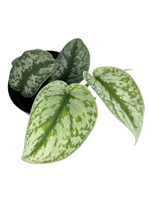 Scindapsus pictus Trebie