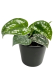 Scindapsus pictus argyraeus s