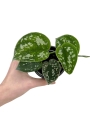 Scindapsus pictus argyraeus s