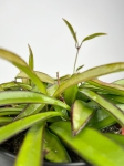 Hoya wayetii - L