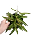 Hoya wayetii - L