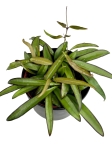 Hoya wayetii - L