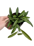 Hoya wayetii - M
