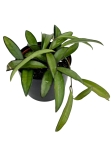 Hoya wayetii - M