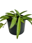 Hoya wayetii - M