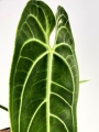 Anthurium warocqueanum - XL