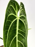 Anthurium warocqueanum - XL