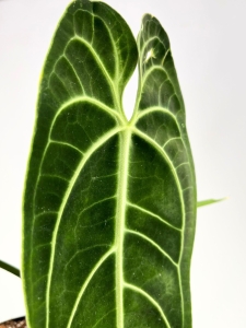 Anthurium warocqueanum - XL 2 species