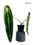 Anthurium warocqueanum A1