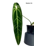 Anthurium warocqueanum A1
