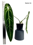 Anthurium warocqueanum A1