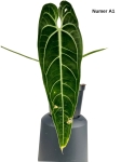 Anthurium warocqueanum A1