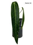 Anthurium warocqueanum A2