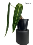 Anthurium warocqueanum A2
