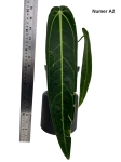 Anthurium warocqueanum A2