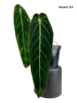 Anthurium warocqueanum A3