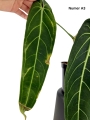 Anthurium warocqueanum A3