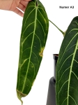 Anthurium warocqueanum A3
