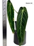 Anthurium warocqueanum A3