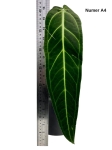 Anthurium warocqueanum A4