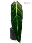 Anthurium warocqueanum A4