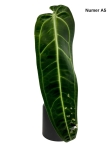 Anthurium warocqueanum A5