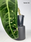 Anthurium warocqueanum A5