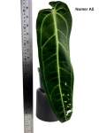 Anthurium warocqueanum A5