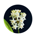 Hoya cagayanensis