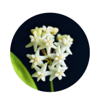 Hoya cagayanensis