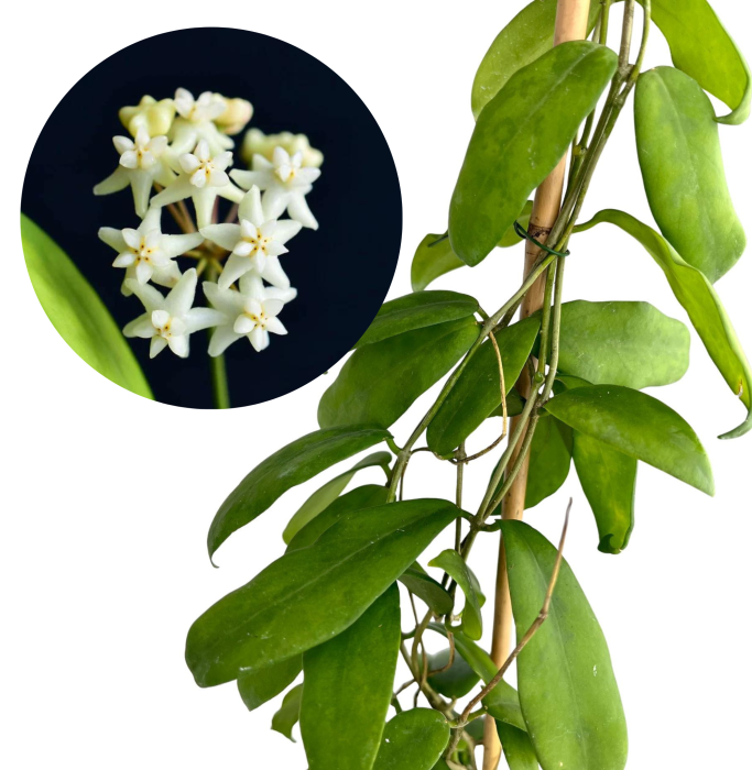 Hoya cagayanensis