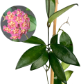 Hoya davidcummingii
